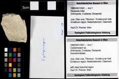 Foto (Objekt + Etiketten) von Cycloprosopon sp. 